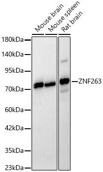 ZNF263 Antibody