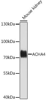 Nicotinic Acetylcholine R alpha 4/CHRNA4 Antibody