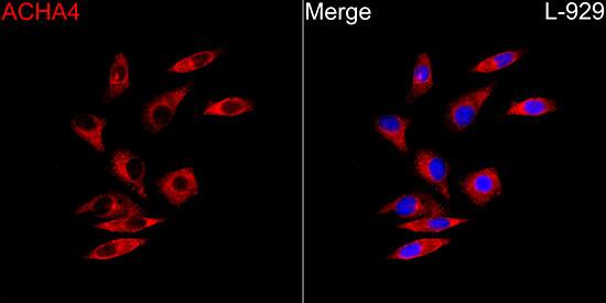 Nicotinic Acetylcholine R alpha 4/CHRNA4 Antibody
