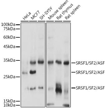 SF2 Antibody