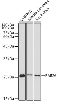 RAB26 Antibody