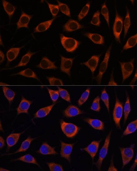 CTNNA3 Antibody