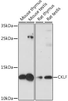 Chemokine-like factor Antibody