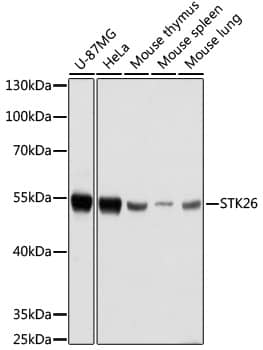MST4 Antibody