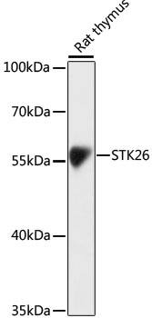 MST4 Antibody