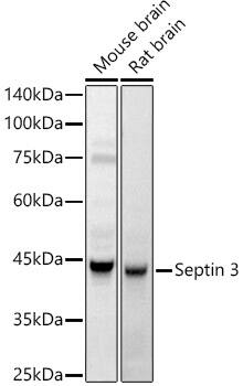 Septin-3 Antibody