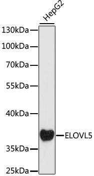 ELOVL5 Antibody