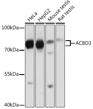 ACBD3 Antibody