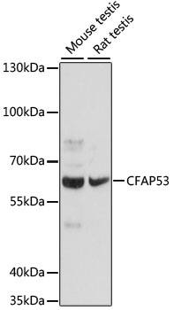 CCDC11 Antibody