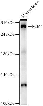 PCM1 Antibody