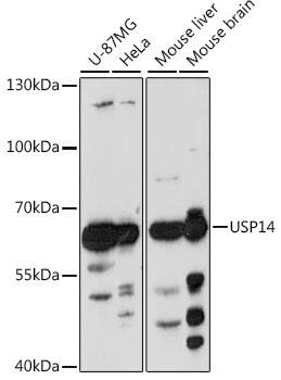 USP14 Antibody