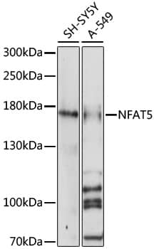 NFAT5 Antibody