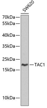 Preprotachykinin-1 Antibody