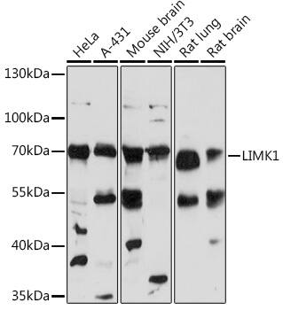 LIM Kinase 1 Antibody