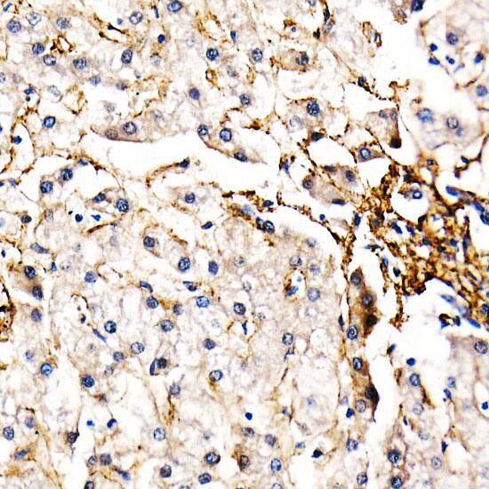 Fibrillin 1 Antibody