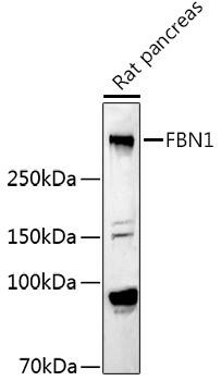 Fibrillin 1 Antibody