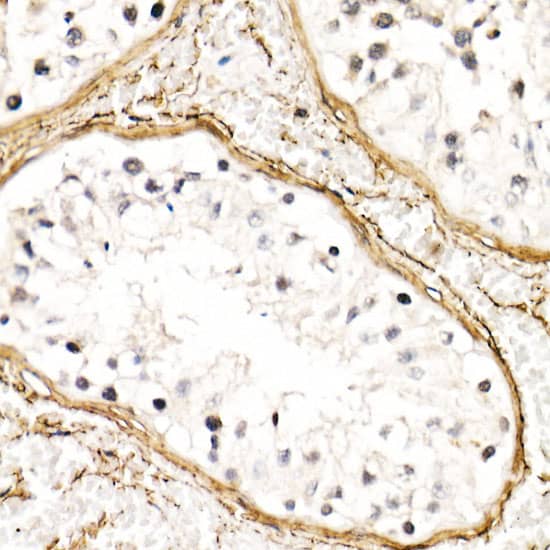 Fibrillin 1 Antibody