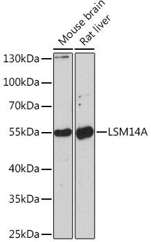 LSM14A Antibody