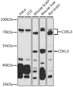 NKIAMRE Antibody
