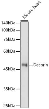 Decorin Antibody