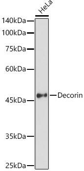 Decorin Antibody