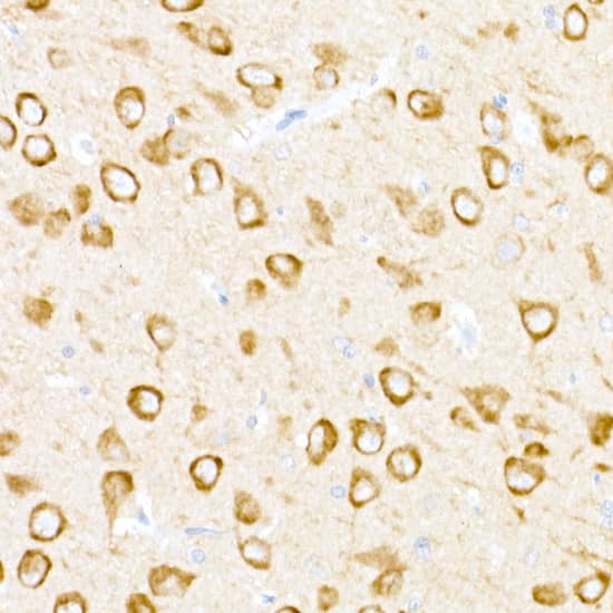 USP18 Antibody