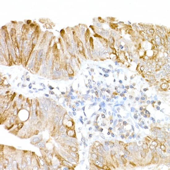 USP18 Antibody