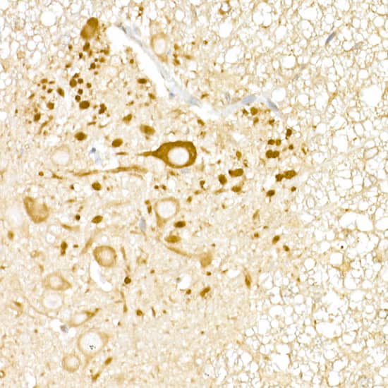 USP18 Antibody