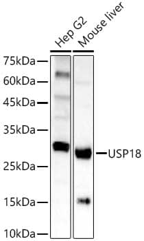 USP18 Antibody