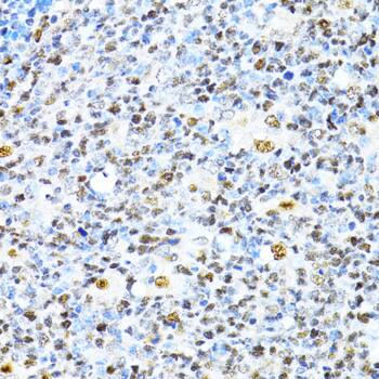 XRCC4 Antibody