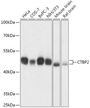 CTBP2 Antibody
