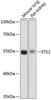 ETS2 Antibody