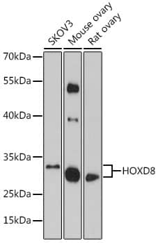 HOXD8 Antibody