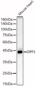 DPF3 Antibody