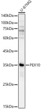 PEX10 Antibody