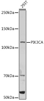 PIK3CA Antibody