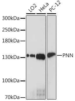 Pinin Antibody