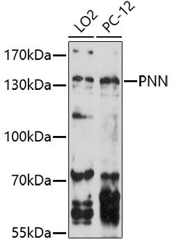 Pinin Antibody