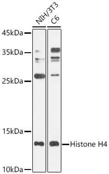 H4 Clustered Histone 1 Antibody