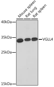 VGLL4 Antibody