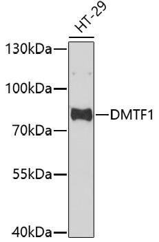 DMTF1 Antibody