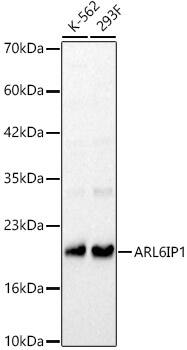 ARMER Antibody