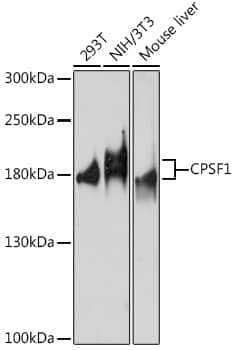 CPSF1 Antibody