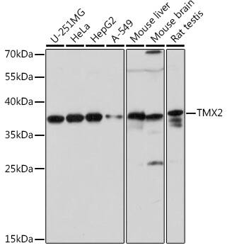 TMX2 Antibody
