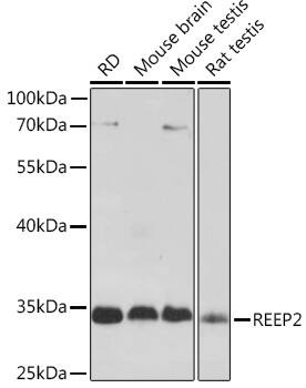 REEP2 Antibody