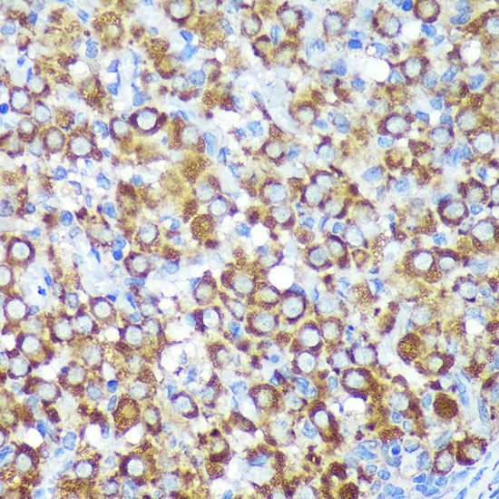 CYB5R1 Antibody