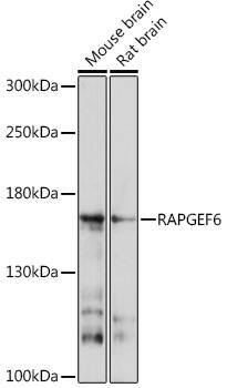 RAGEF2 Antibody