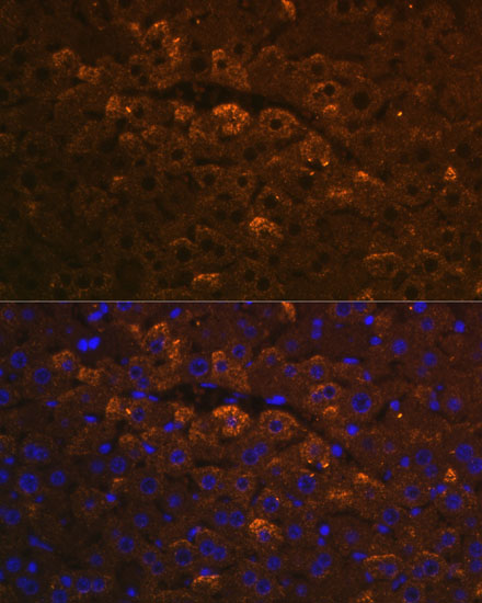UGT1A6 Antibody