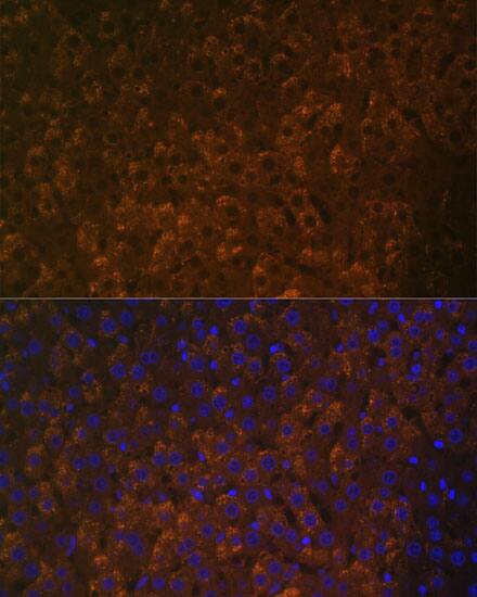 UGT1A6 Antibody