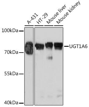 UGT1A6 Antibody